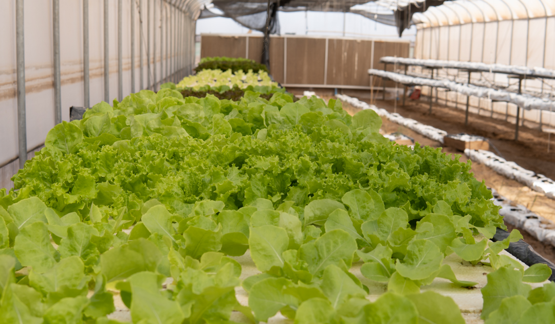 Visita proyectos experimentales y pilotos en Canchones y la Huaica para impulsar la agricultura en Chile