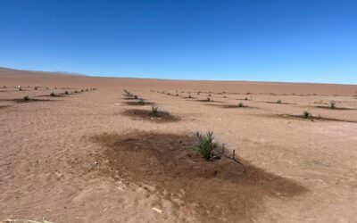 Palmeras en pleno desierto: el proyecto 04 que está poniendo a Tarapacá en el mapa agrícola