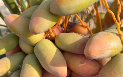 Primera cosecha de dátiles del predio Inversiones Frontera