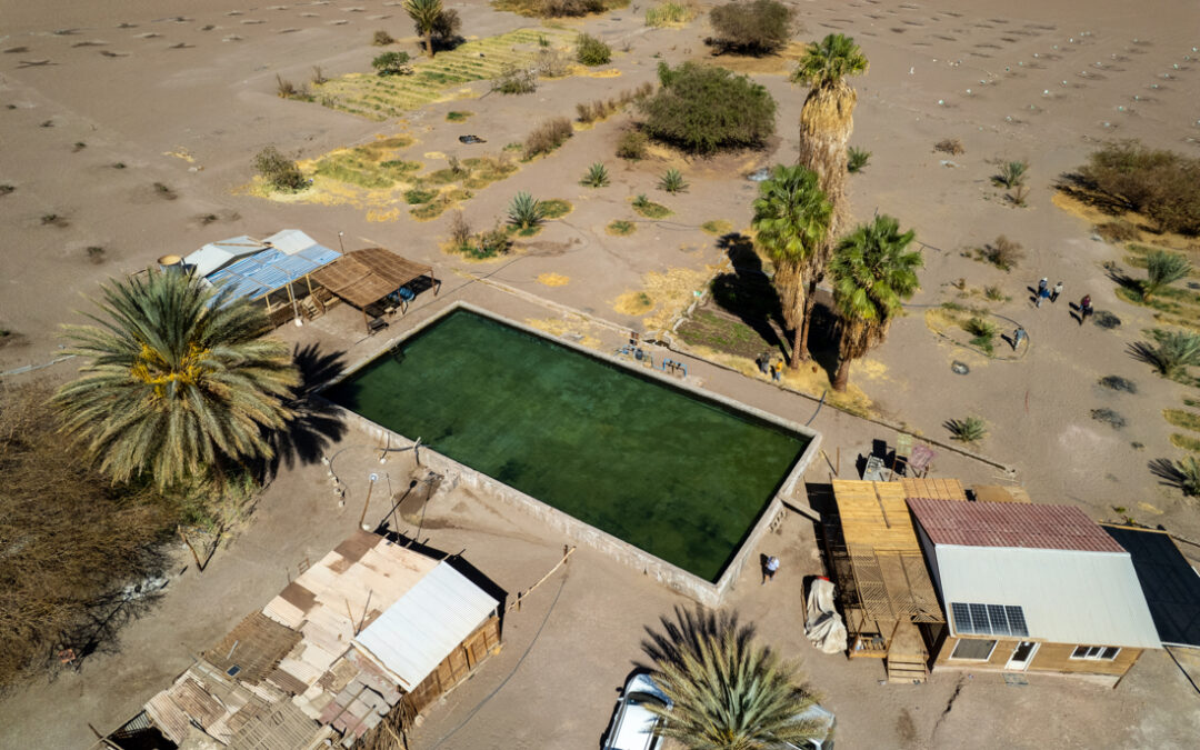 El proyecto P04 impulsa la diversificación agrícola en la macrozona norte mediante especies vegetales adaptadas a condiciones desérticas